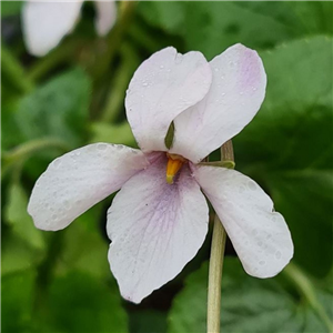 Viola Odorata Pale Pink